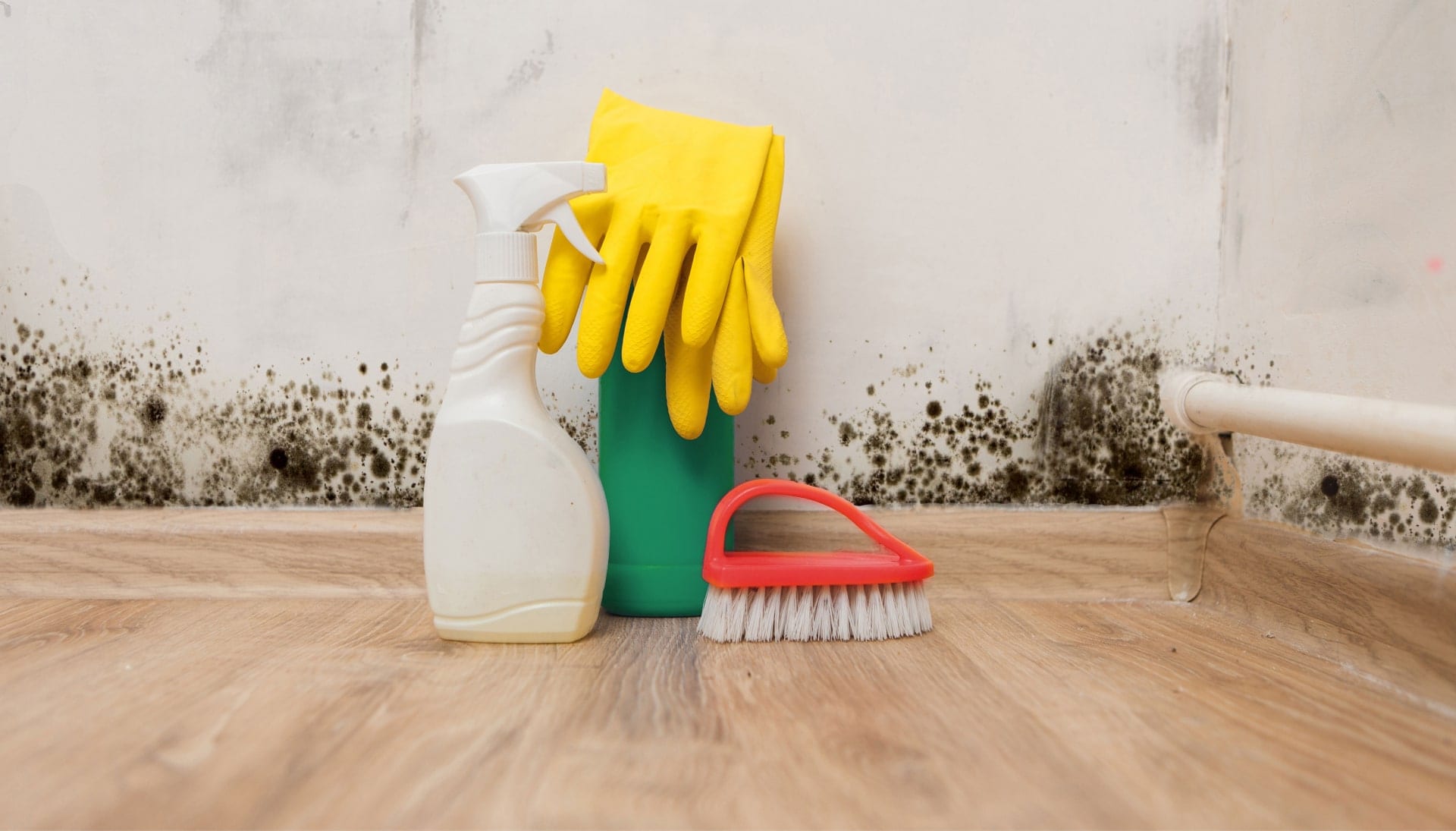 Know About Mold Removal In Salem